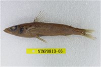 藏品(黑緣青眼魚)的圖片